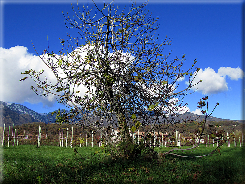 foto Colli Asolani in Autunno